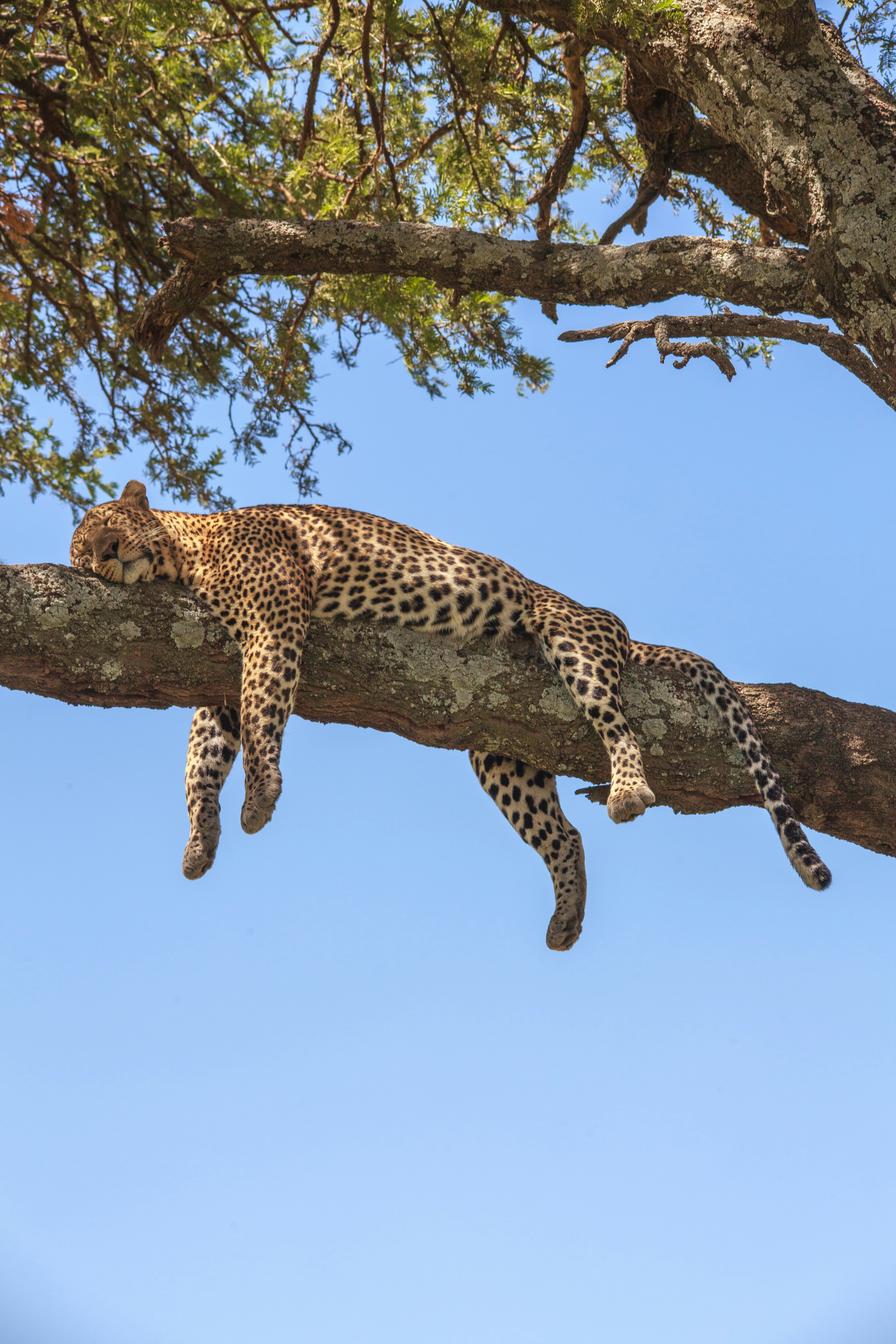 Leopard resting in a tree in Tanzania