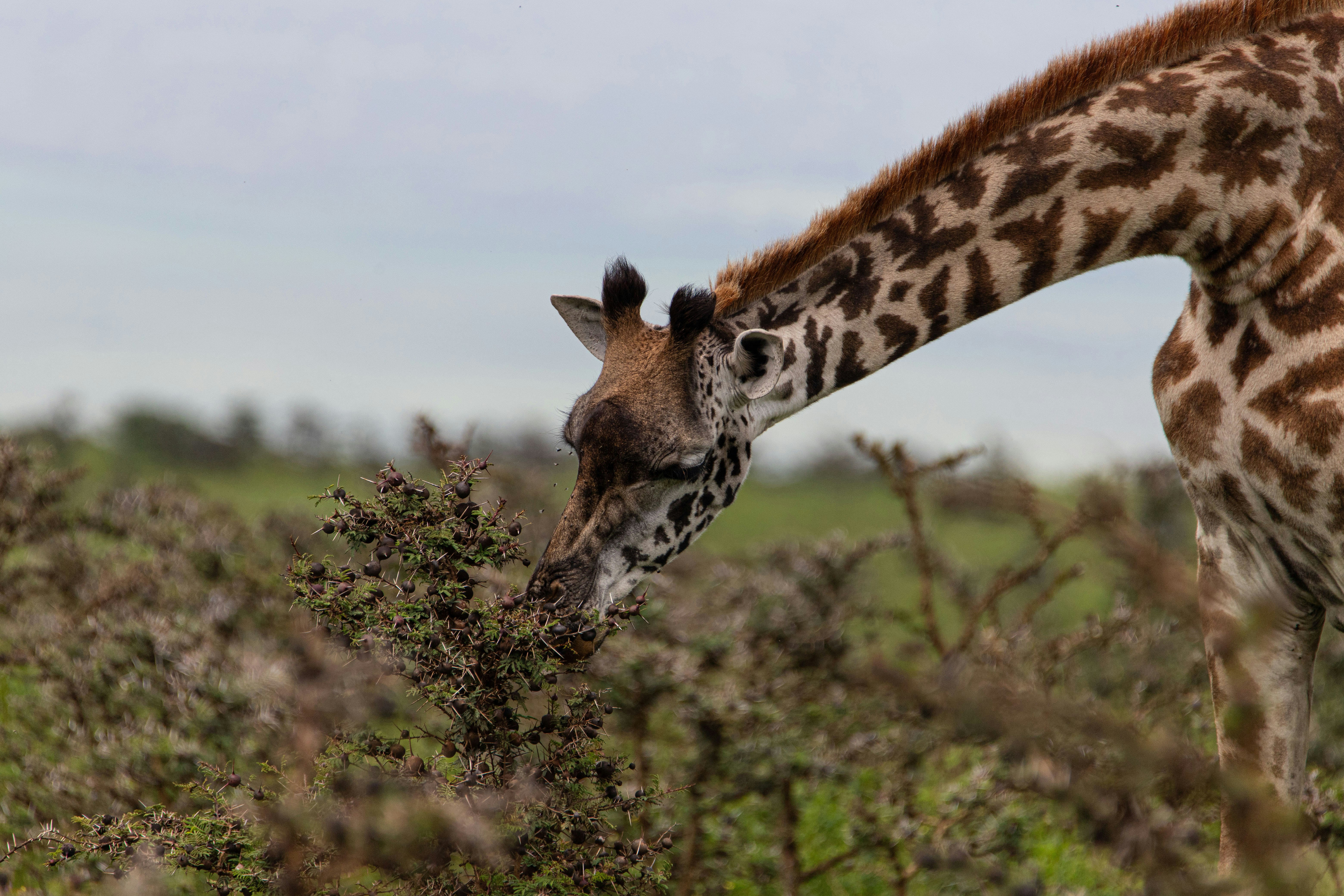 Giraffe in Tanzania's green season