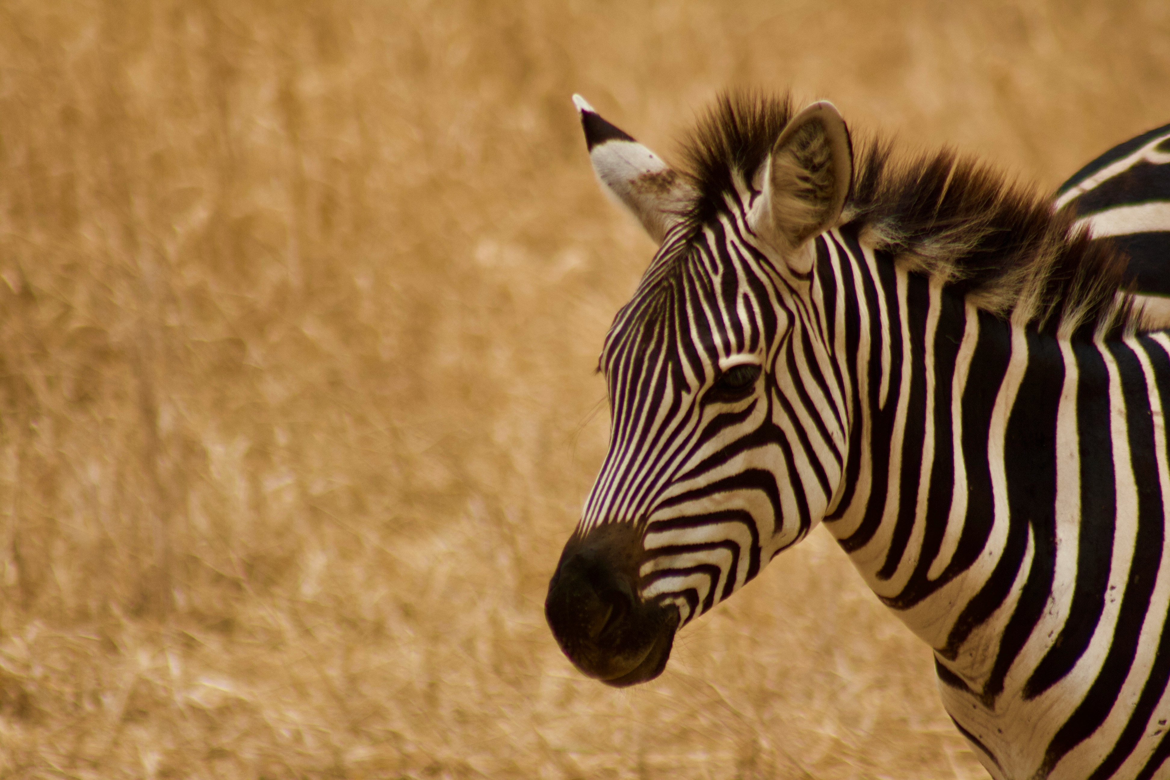 Wildebeest gathering on the Serengeti plains