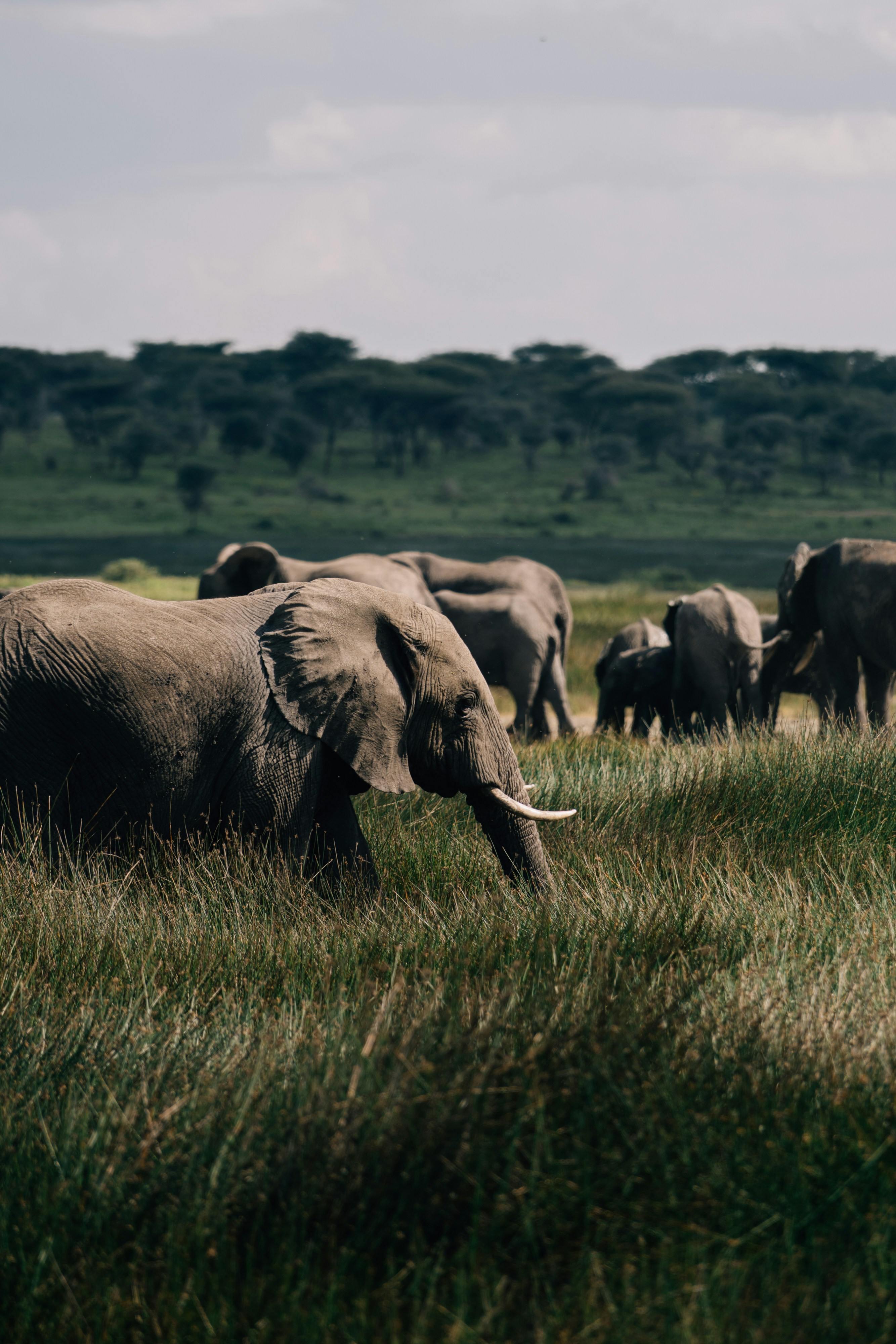 Elephants moving through Tanzania's green wilderness