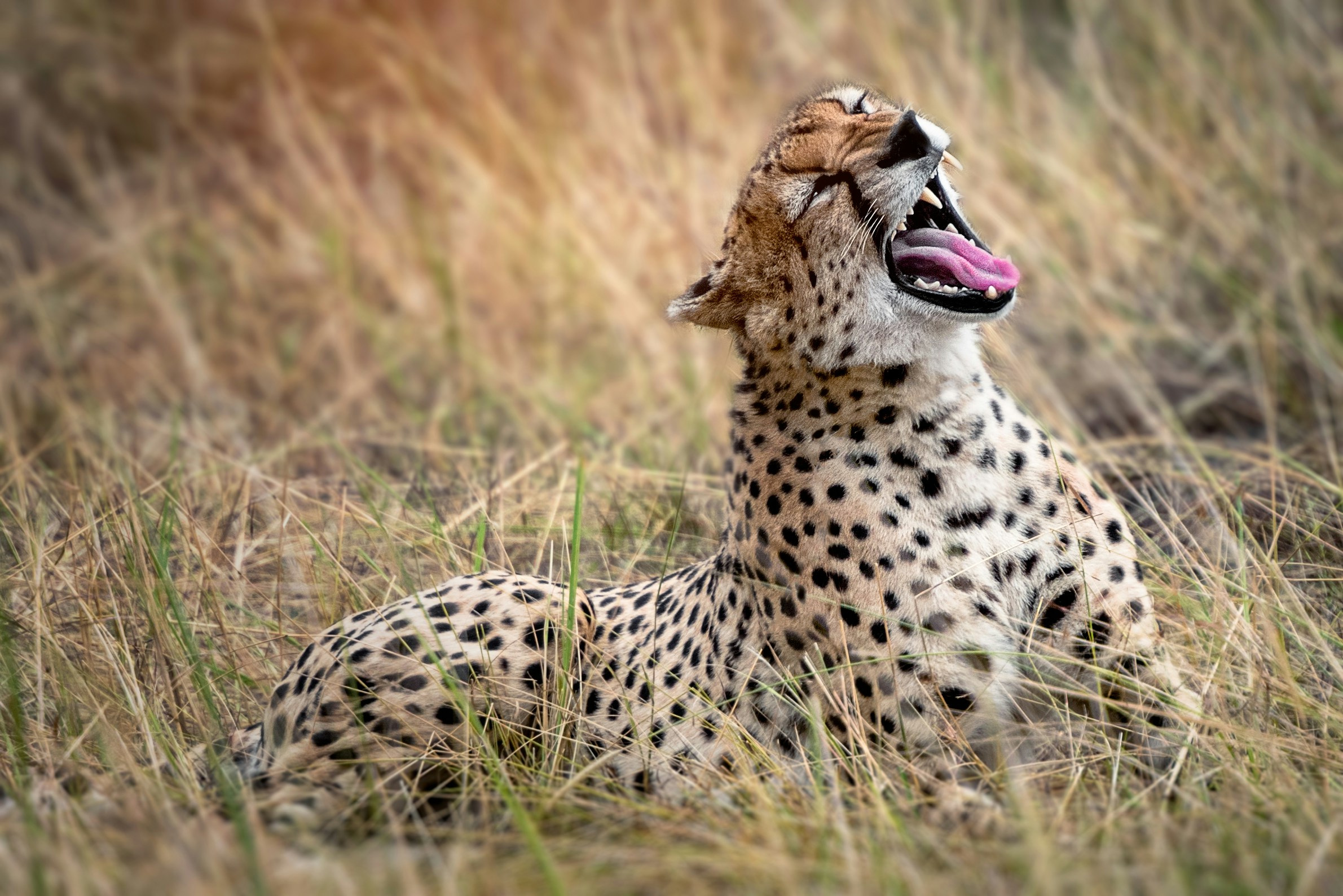 A cheetah surveying the Tanzanian grasslands