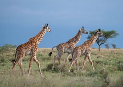 3 Giraffes walking-Wildlife Wonders of Tanzania