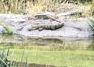 Baby alligator.