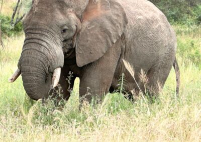 Big elephant with short tusks