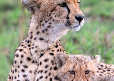 Cheetah mother and cub closeup.