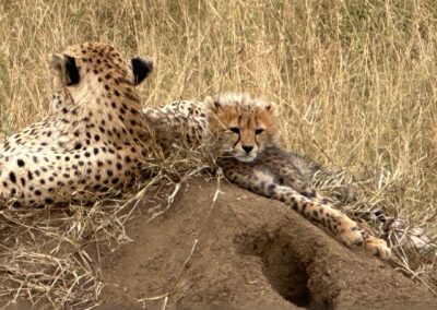 Cheetah mother and cub on termite mound