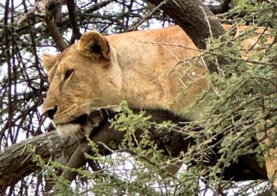 Closeup of lioness on tree.