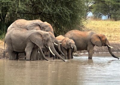 Elephant herd drinking water in Tarangire