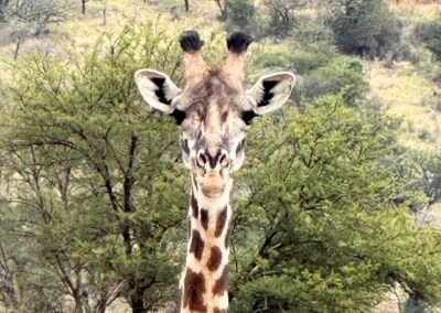 Giraffe close up.