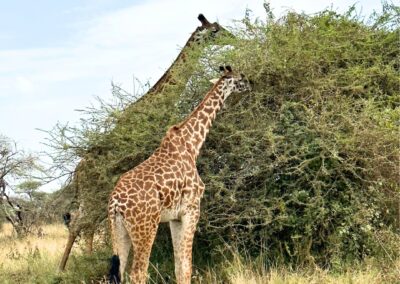 Giraffes eating