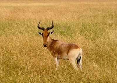 Hartebeest in the grass