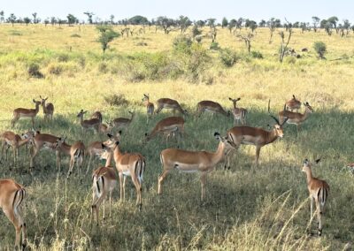 Herd of impalas.