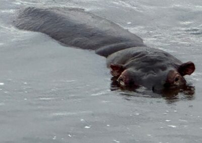 Hippo in the water