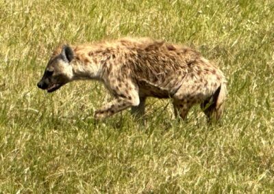 Hyena walking on the grass