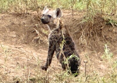 Hyena cub.