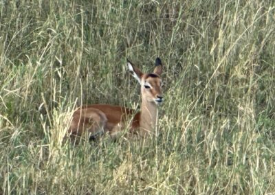 Impala resting on grass - Wildlife Wonders of Tanzania - Courtesy of Helena & Javier Ramis