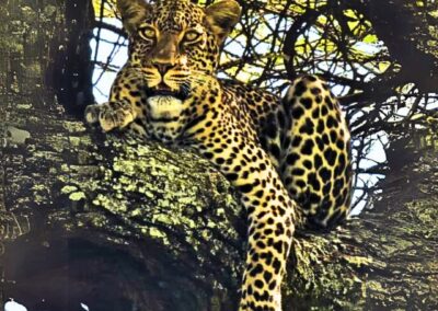 Leopard on a tree