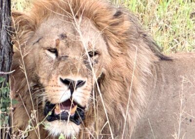 Lion closeup