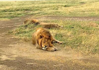 Lion sleeping