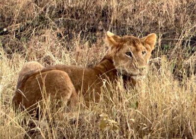 Lioness