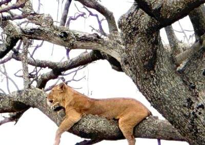 Lioness on tree