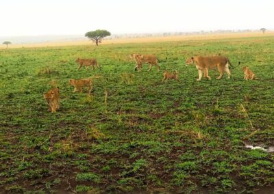 Lionesses and cubs walking - Wildlife Wonders of Tanzania- Courtesy Jeremiah Ngoka