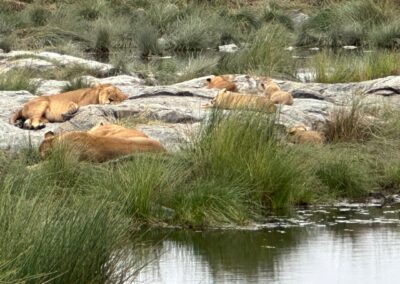 Lions asleep by the pond