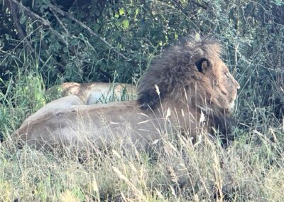 Male lion resting in the shade