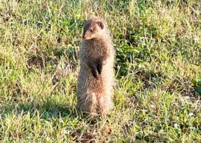 Mongoose - Wildlife Wonders of Tanzania - Courtesy Helena & Javier Ramis