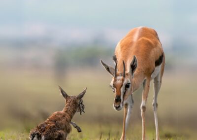 Newborn gazelle and mother