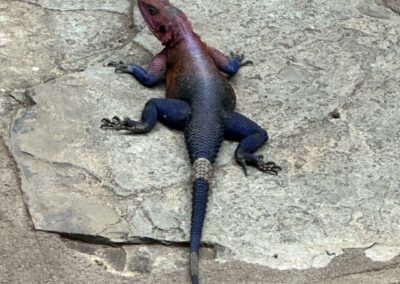 Red-headed agama lizard.