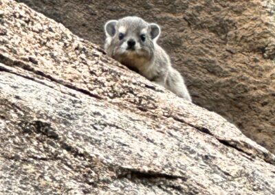 Rock hyrax