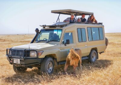 A safari jeep parked in the middle of the Serengeti's dried grass and a lion next to the jeep as the passengers peep out of the pop-up roof of the vehicle.