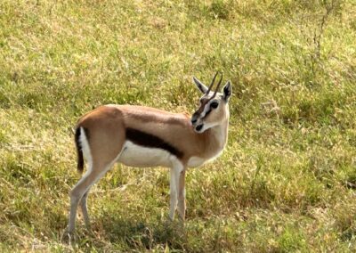 Thomson's gazelle