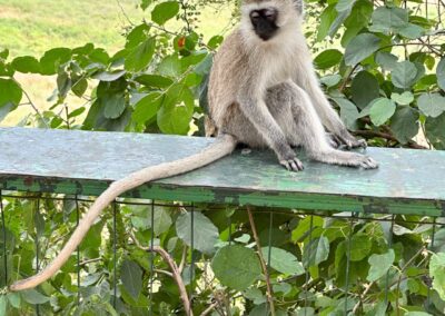 Vervet monkey