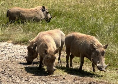 Warthogs