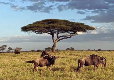 Wildebeest with acacia tree - Wildlife Wonders of Tanzania- Courtesy Jeremiah Ngoka