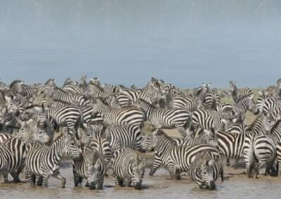 Zebras in the river